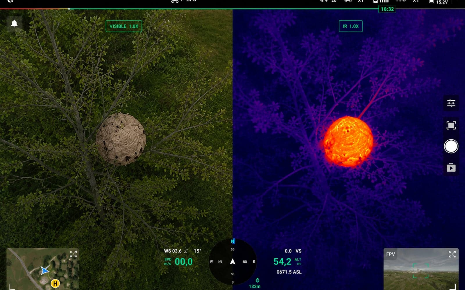 Nid de frelons repéré par drone : images visible et thermique (infrarouge)
