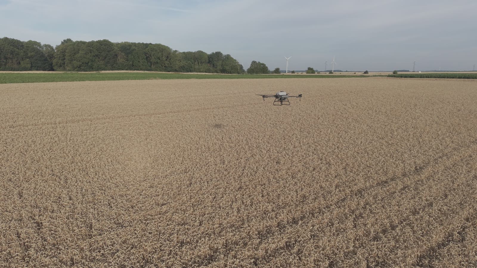 Drone agricole en vol au-dessus d’un champ de blé